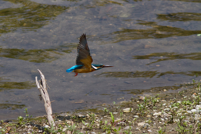 IMG_0219web10.jpg