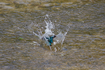 IMG_0226web10.jpg