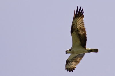 IMG_0254web10.jpg