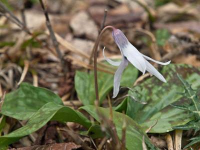 P4266267.jpg